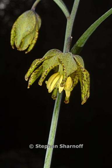 fritillaria ojaiensis 2 graphic